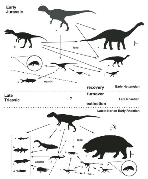 Reconstructed vertebrate fauna and simplifi ed food web for the... | Download Scientific Diagram