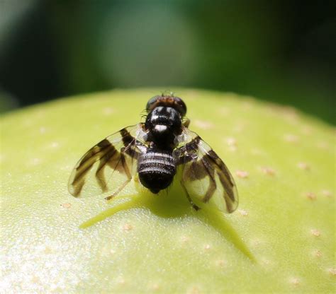 apple maggot control and treatments for trees and in the garden