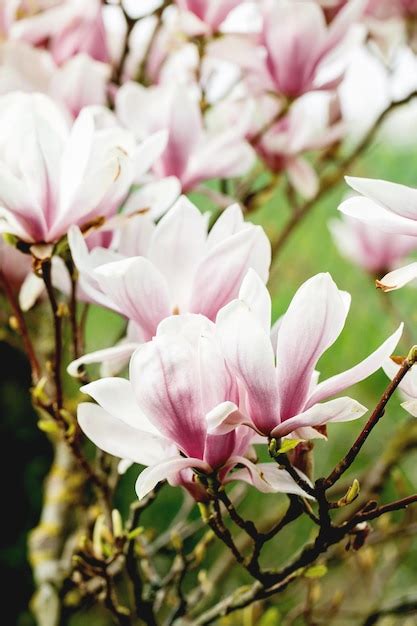 Premium Photo | Pink blossom magnolia flowers