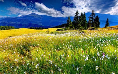 Spring Meadow wallpaper | 1680x1050 | #68911