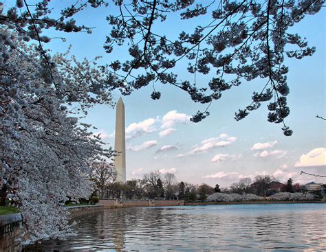 Washington DC Cherry Blossom Wallpaper - WallpaperSafari