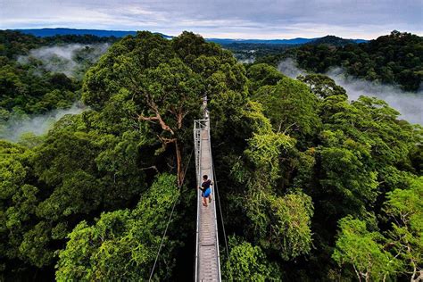 Belalong Canopy Walkway - Brunei Tourism Official Site