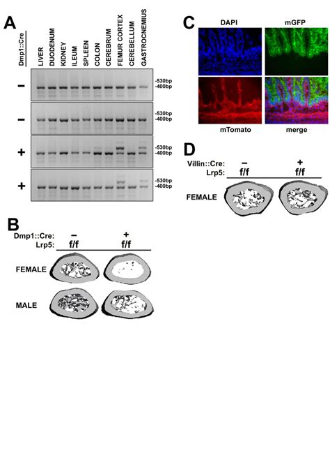 Figure S5: Conditional inactivation of Lrp5 using Dmp1::Cre and... | Download Scientific Diagram