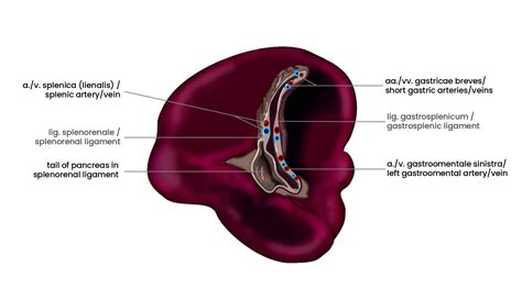 Leiden- Drawing Spleen with splenorenal and gastrosplenic ligaments ...