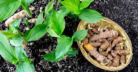 How to Plant and Grow Turmeric | Gardener's Path