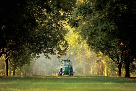 Shake and Shell: Georgia is a Top Pecan Producer - Farm Flavor