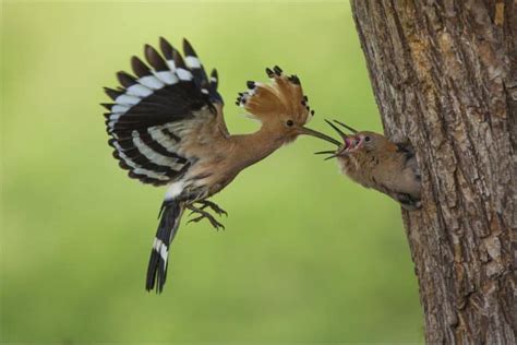 The Hoopoe: National Bird of Israel | HOLYVIP