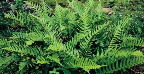 Polypodium vulgare op vasteplant.be