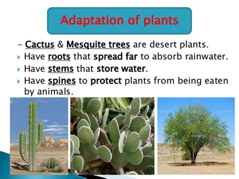 Desert Adaptation In Plants