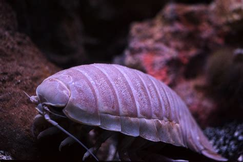 Giant Isopod - The Living Planet Aquarium