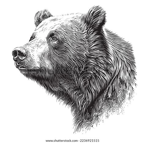 Grizzly Bear Face Drawings