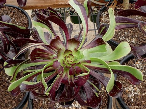 Aeonium 'Big Bang' - World of Succulents