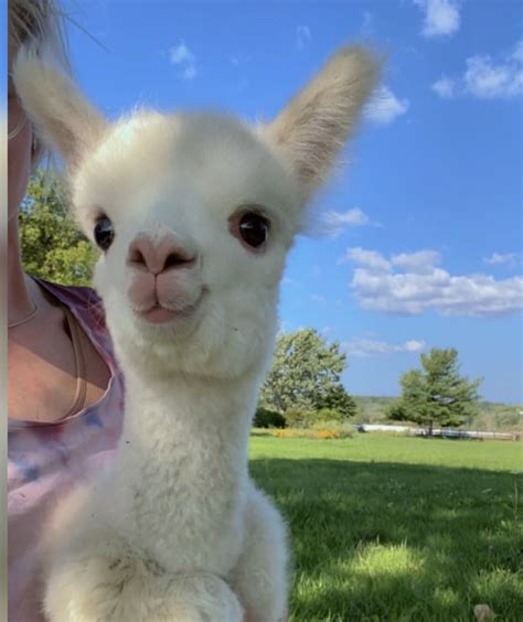 Baby alpaca missing since Tuesday needs its mother, farmer says | CBC News