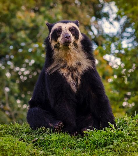 andean bear - Google Search | Spectacled bear, Bear photograph, Bear