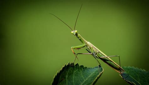 How to Heat Praying Mantis Cages | Keeping Exotic Pets