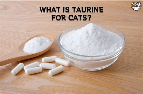 What is Taurine for Cats: Good Sources of Taurine for My Cats