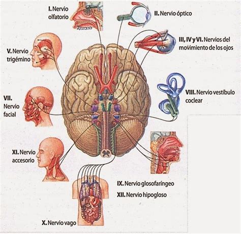 Sistema Nervioso Pares Craneales Sistema Nervioso Anatomia Cabeza Y | Images and Photos finder