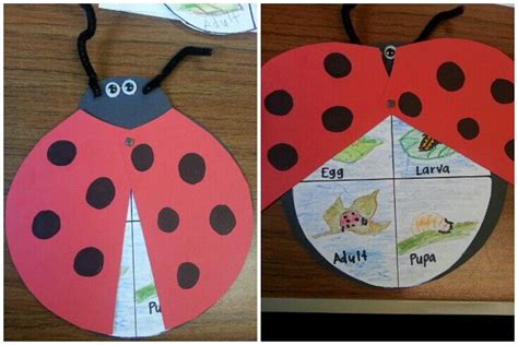 Pin by Maria Zuniga on Classroom Ideas | Ladybug life cycle, Ladybug life cycle craft, Art ...