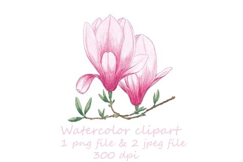 Magnolia Watercolor Clipart Watercolor Magnolia Hand Painted | Etsy