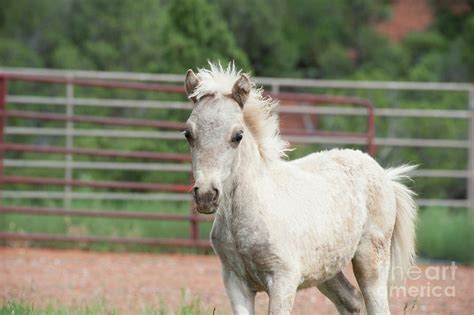 Baby Miniature Horse Photograph by Jody Miller