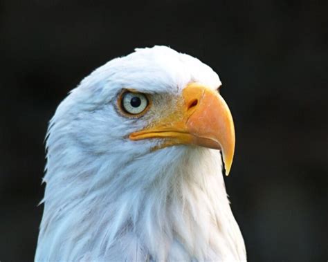 The Spiritual Meaning of an Eagle: Symbolism – Spiritual Unite