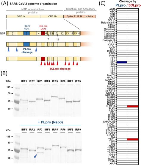 Sars Cov 2 Plasmid | Integrated DNA Technologies | Bioz