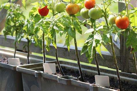 The 10 Easiest Vegetables to Grow in Pots - Clean Green Simple