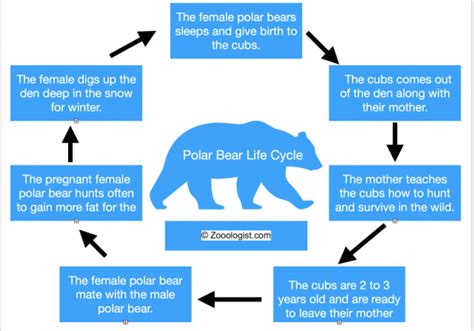 Polar Bear Life Cycle - Birth to Death, Stages, Facts, Diagram, Worksheet