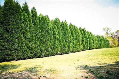 Leyland Cypress tree gallon pot - Plants & Seedlings