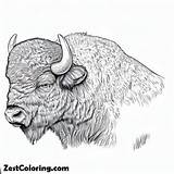 Realistic Picture Of Bison Coloring Page Outline  For Kids sketch template