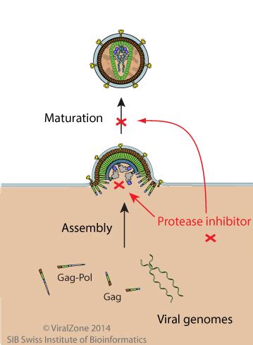 Protease Inhibitors ~ ViralZone