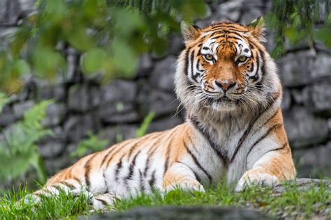 3840x2560 siberian tiger 4k wallpaper download free | Tiger wallpaper, Tiger wallpaper iphone ...