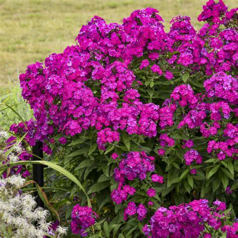 Phlox paniculata 'Ultraviolet' PP33607 CPBRAF | Perennial Resource