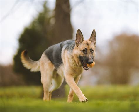 5 Most Aggressive Dog Breeds: When Do Dogs Attack + Myths