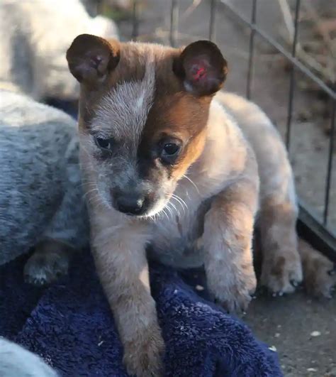 Miniature Blue Heeler Puppies, Mini Heeler Puppies For Sale