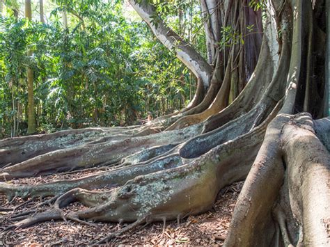 Allerton Gardens Discovery Tour, Kauai on Behance