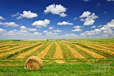 Wheat farm field and hay bales at harvest in Saskatchewan Photograph by Elena Elisseeva