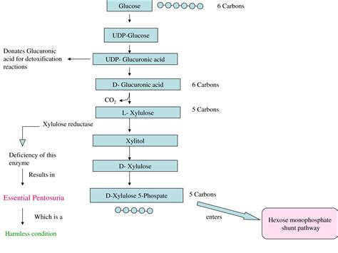 Uronic Acid Pathway