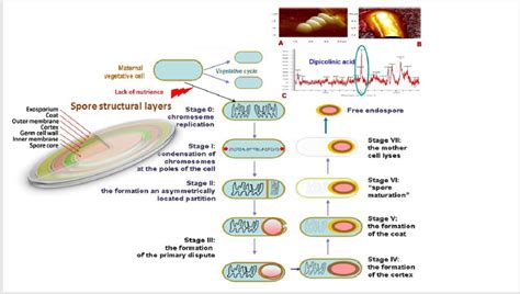 Types Of Bacterial Spores