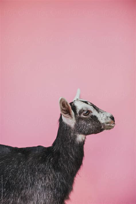 «Animal Portrait With Young Baby Goat On Pink Background» del ...