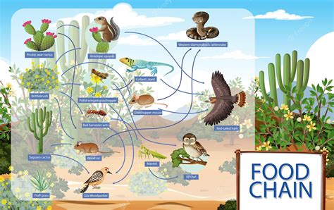 Premium Vector | Diagram showing desert animals food chain