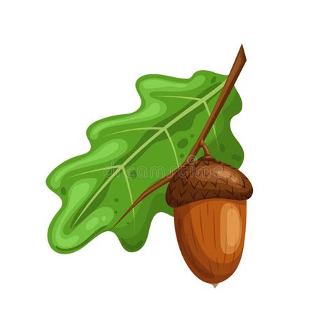 Live Oak Acorn Stock Illustrations – 29 Live Oak Acorn Stock Illustrations, Vectors & Clipart ...