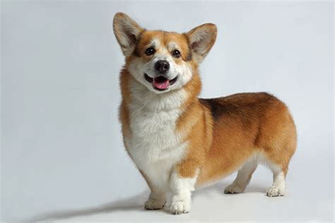 Shiba Inu Corgi Mix? – Are These Desirable?