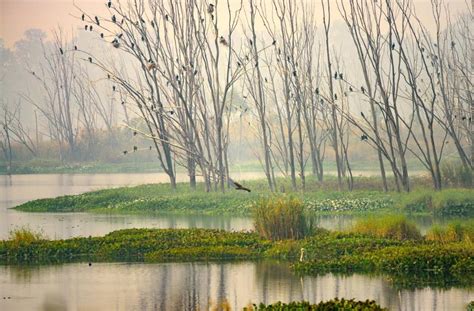 Bhindawas Wildlife Sanctuary | Ramsar Site In Haryana | AlightIndia