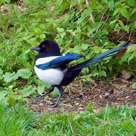 ML559725641 Eurasian Magpie (Eurasian) Macaulay Library