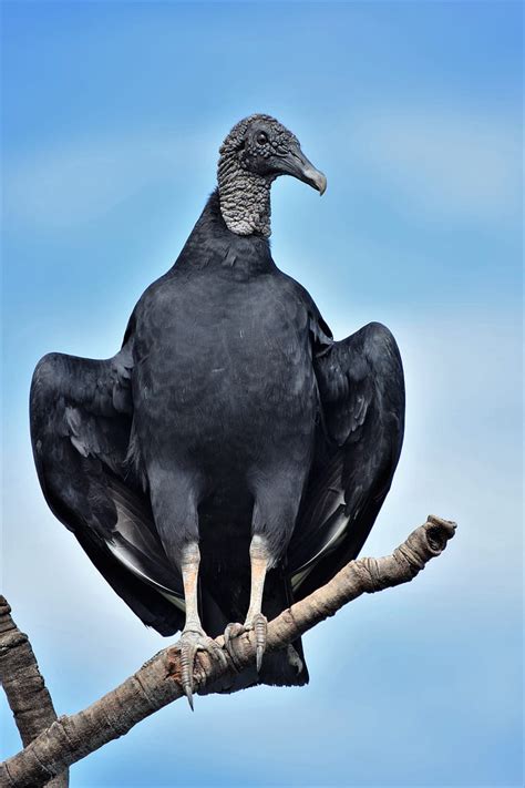 Black Vulture, Black Vulture Stock &, HD phone wallpaper | Peakpx