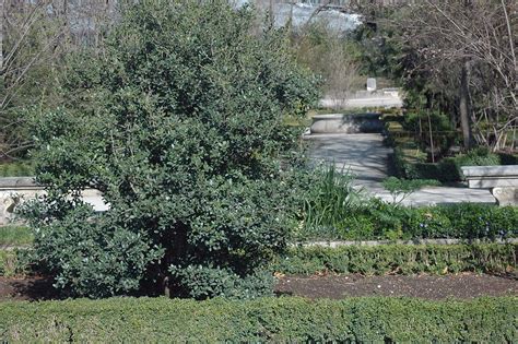 Osmanthus heterophyllus | Landscape Plants | Oregon State University