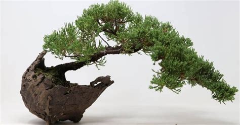 How to Cascade Bonsai Tree Tutorial