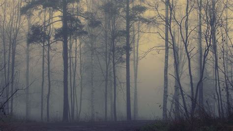 Foggy Forest Hd Wallpaper