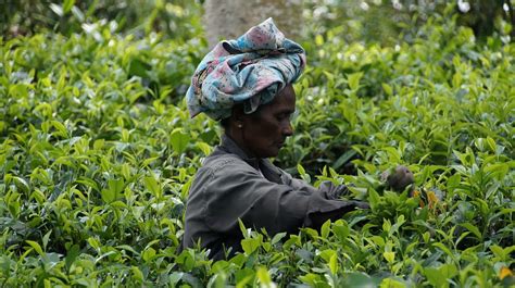 tea plantations sri lanka 1003348 960 720